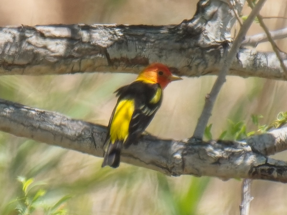 Western Tanager - ML618941783