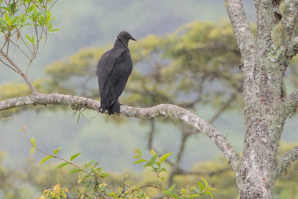 Black Vulture - Fundación Ecoturística Recetor Vive un Paraíso