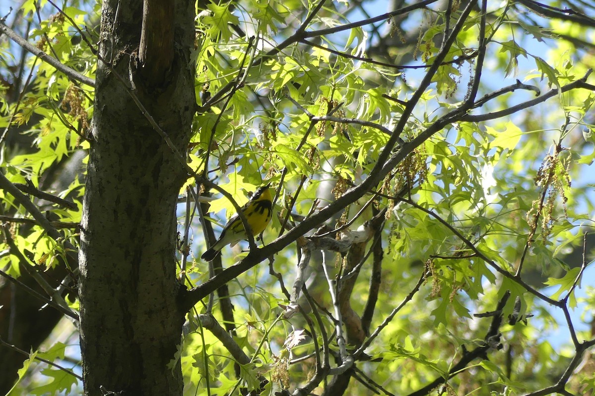 Magnolia Warbler - ML618941800