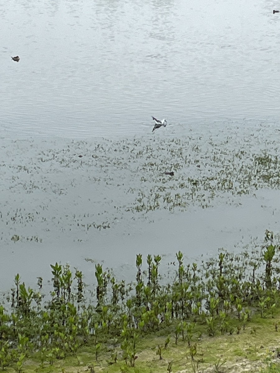 Bonaparte's Gull - ML618941804