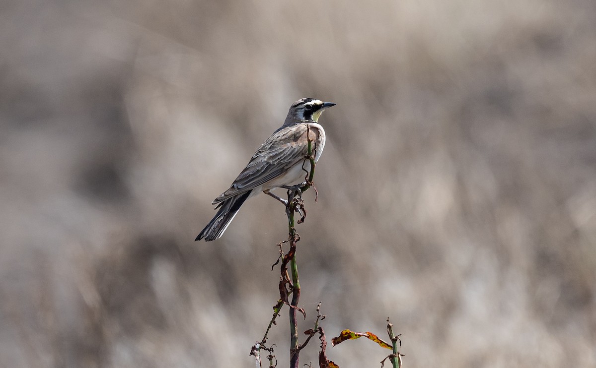 Horned Lark - ML618941809