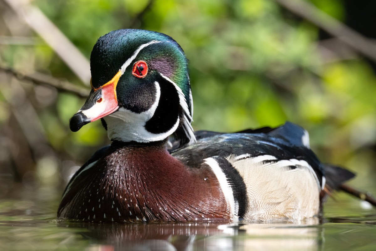 Wood Duck - Alex Leeder