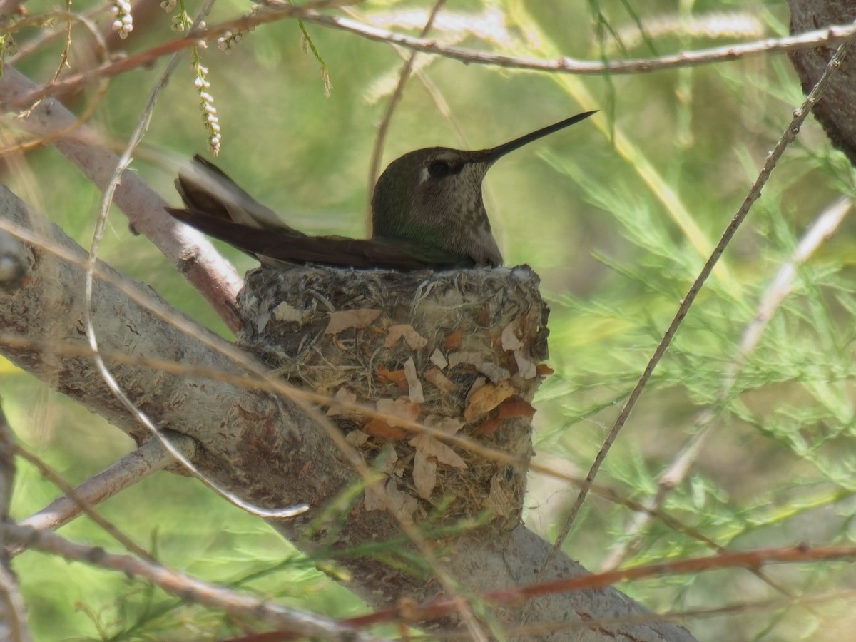 Anna's Hummingbird - ML618941814