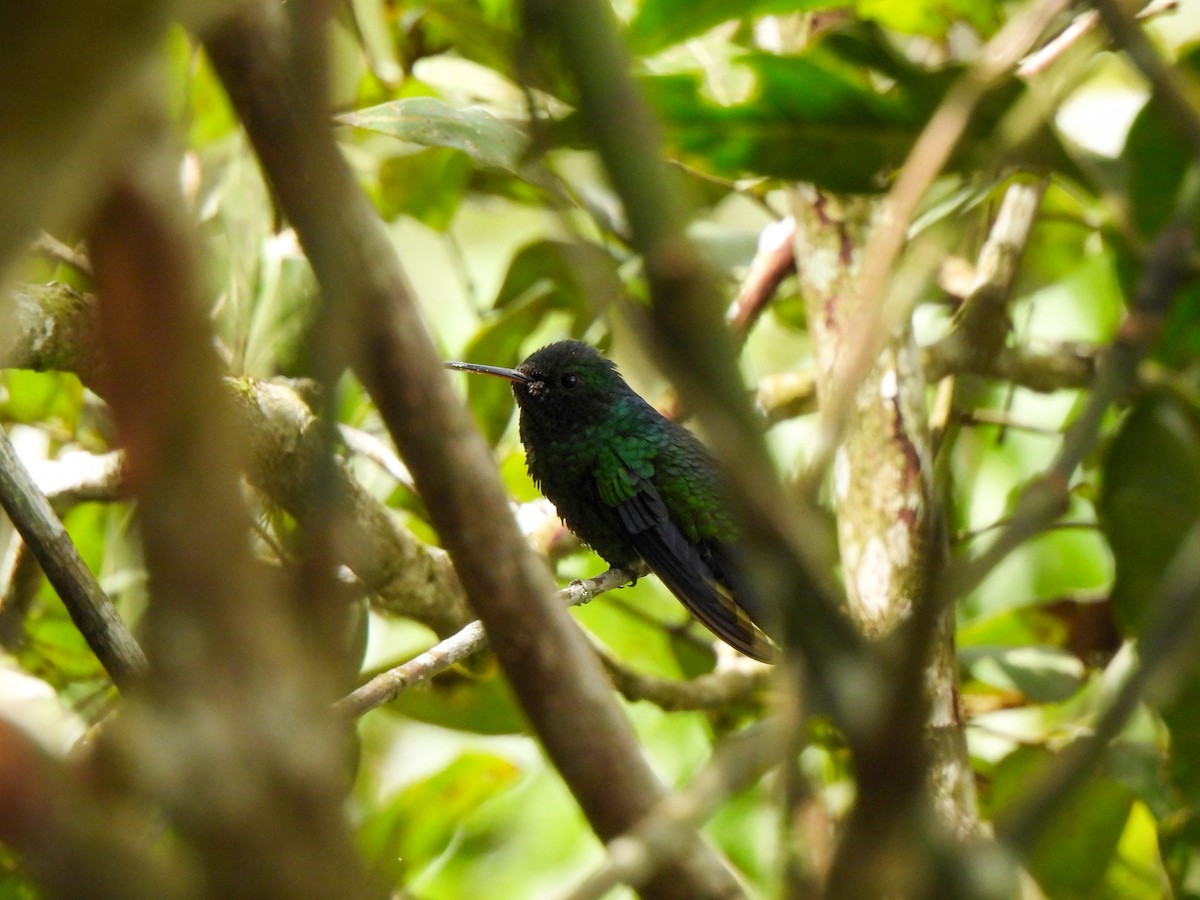 Steely-vented Hummingbird - Wilson Ortega
