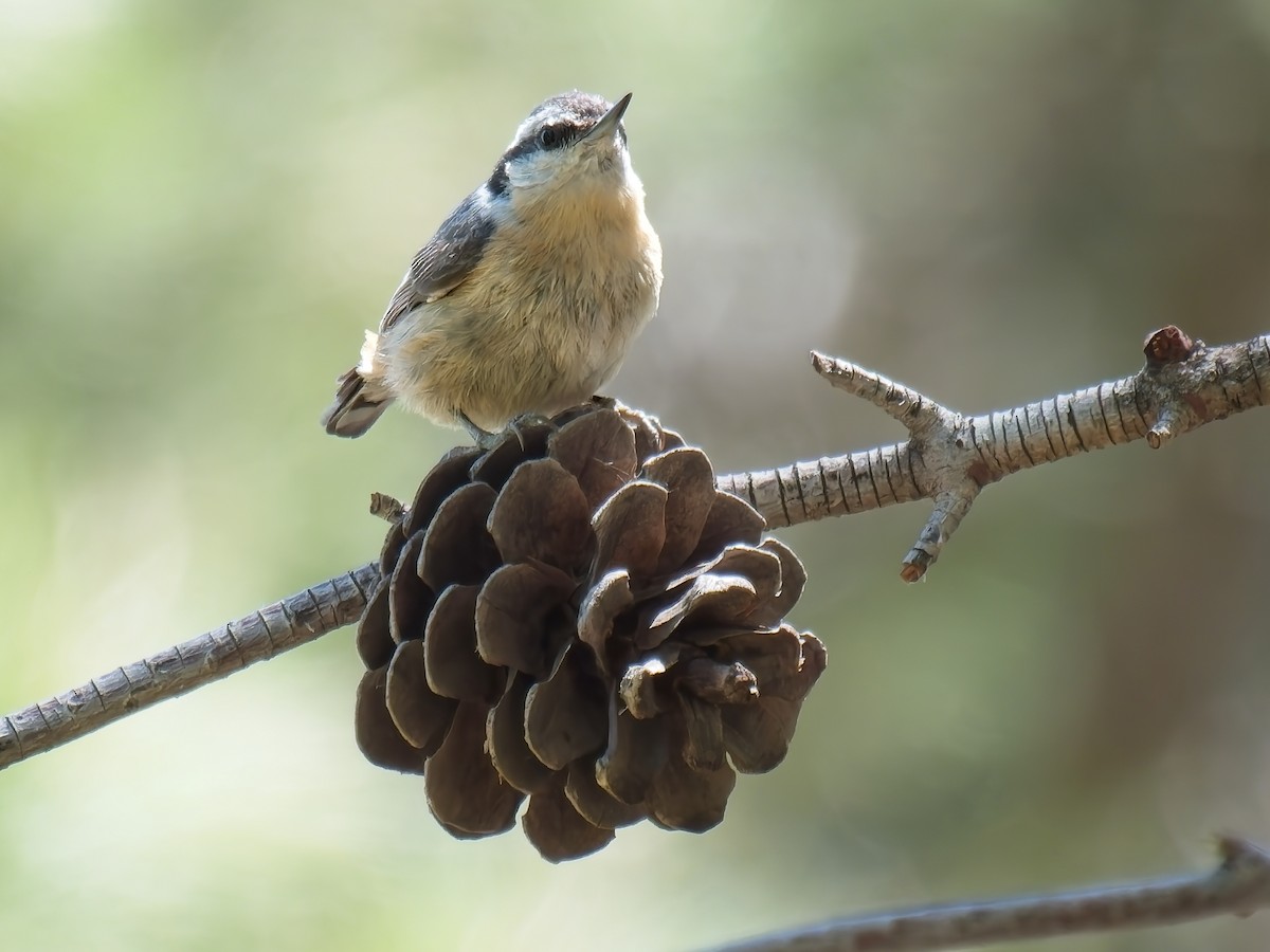 Red-breasted Nuthatch - ML618941836