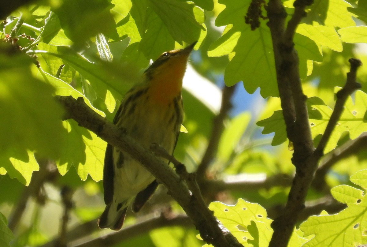 Blackburnian Warbler - Matt Tobin