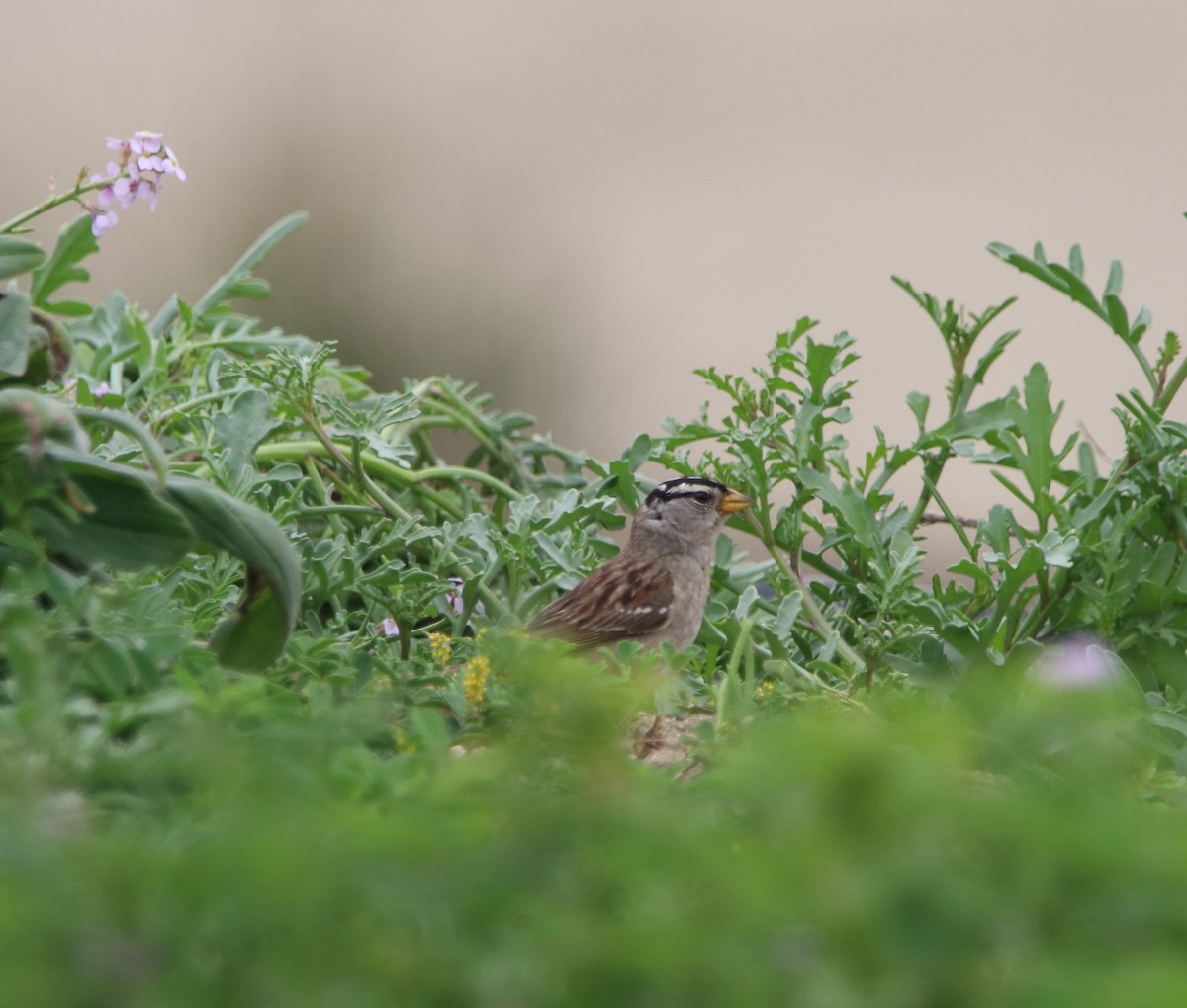 White-crowned Sparrow - Rachel Street