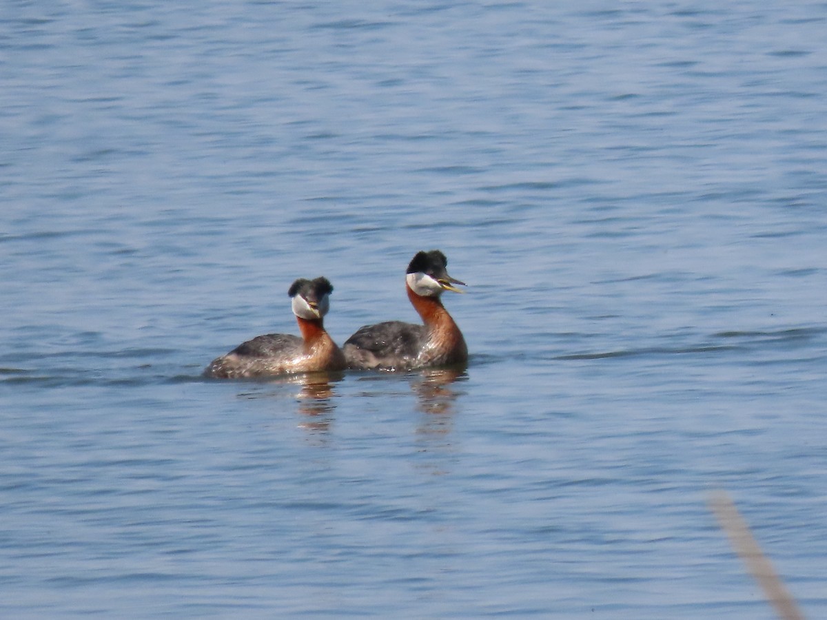 Red-necked Grebe - ML618941856