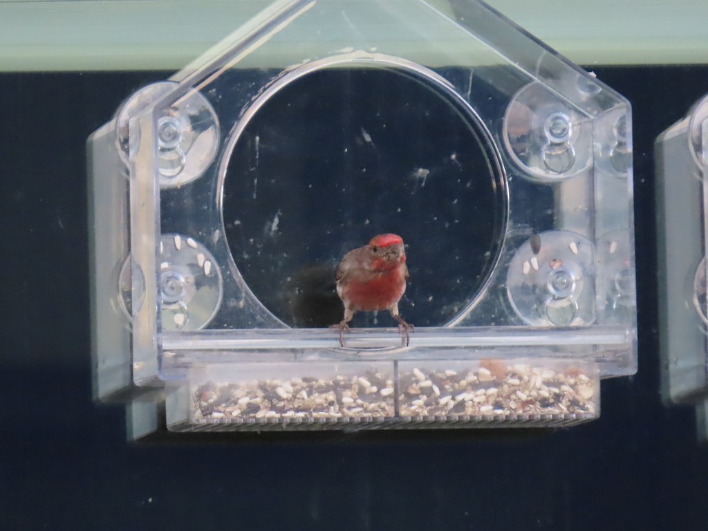 House Finch - Steven  Hayward