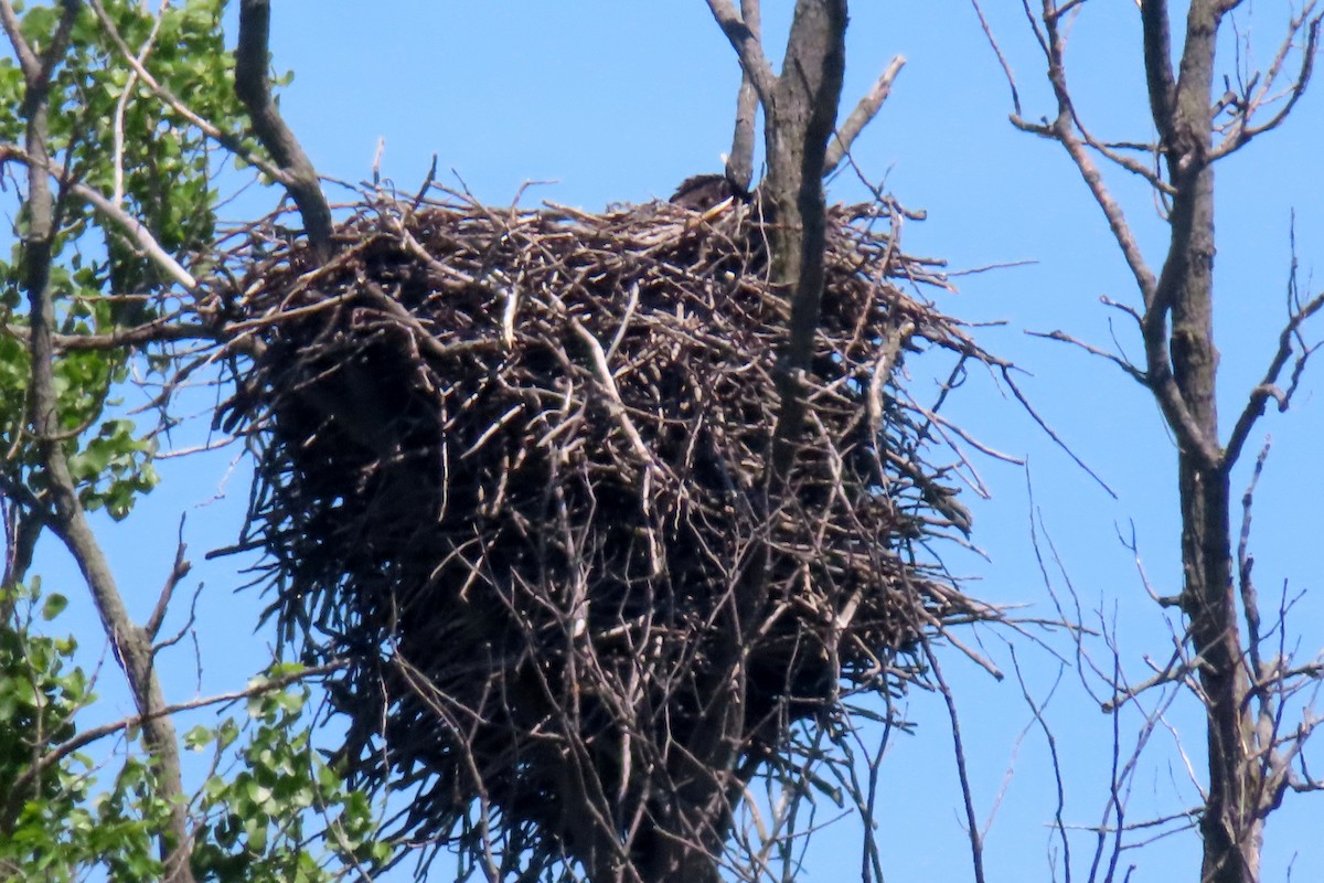 Bald Eagle - Margaret Higbee