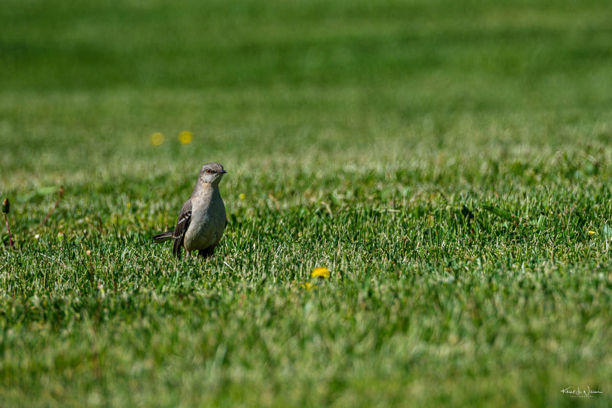 Northern Mockingbird - Khürt Williams