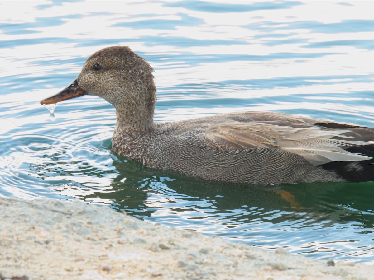 Gadwall - Jeffrey Hale