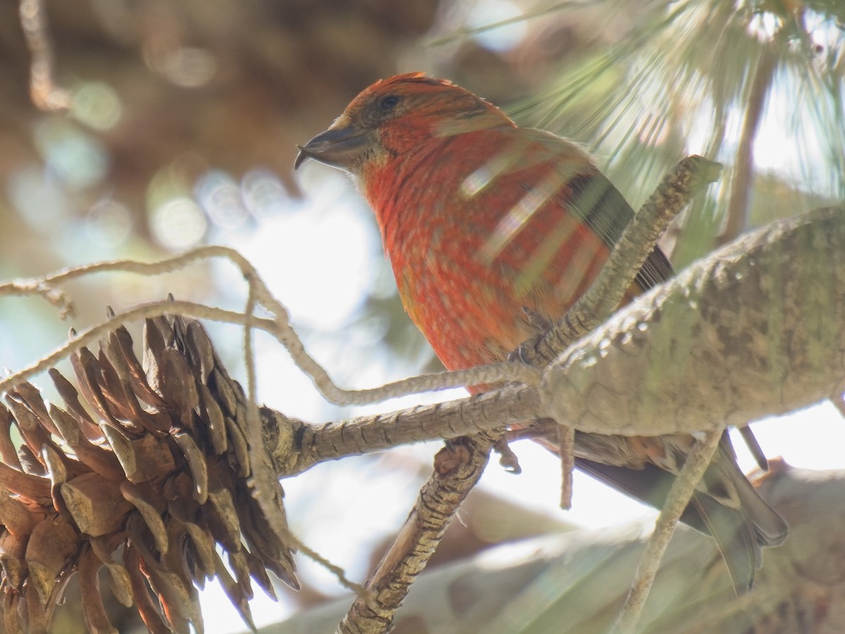 Red Crossbill - ML618941929