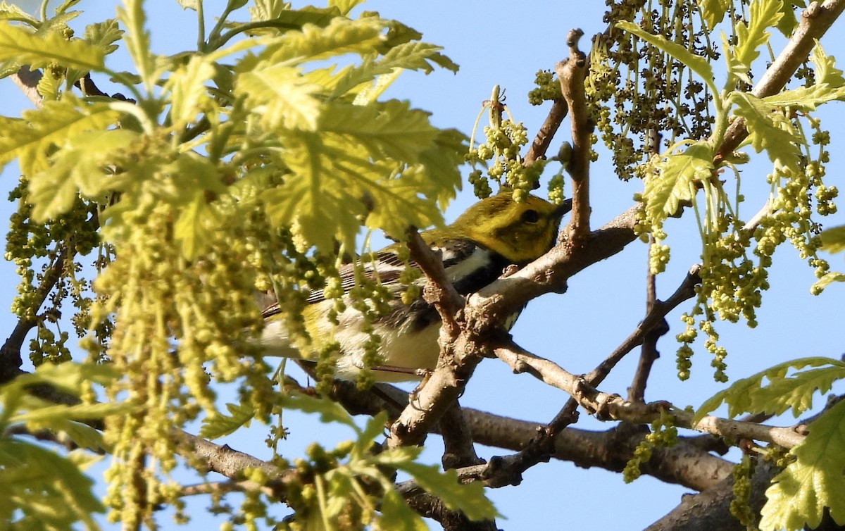 Black-throated Green Warbler - ML618941943