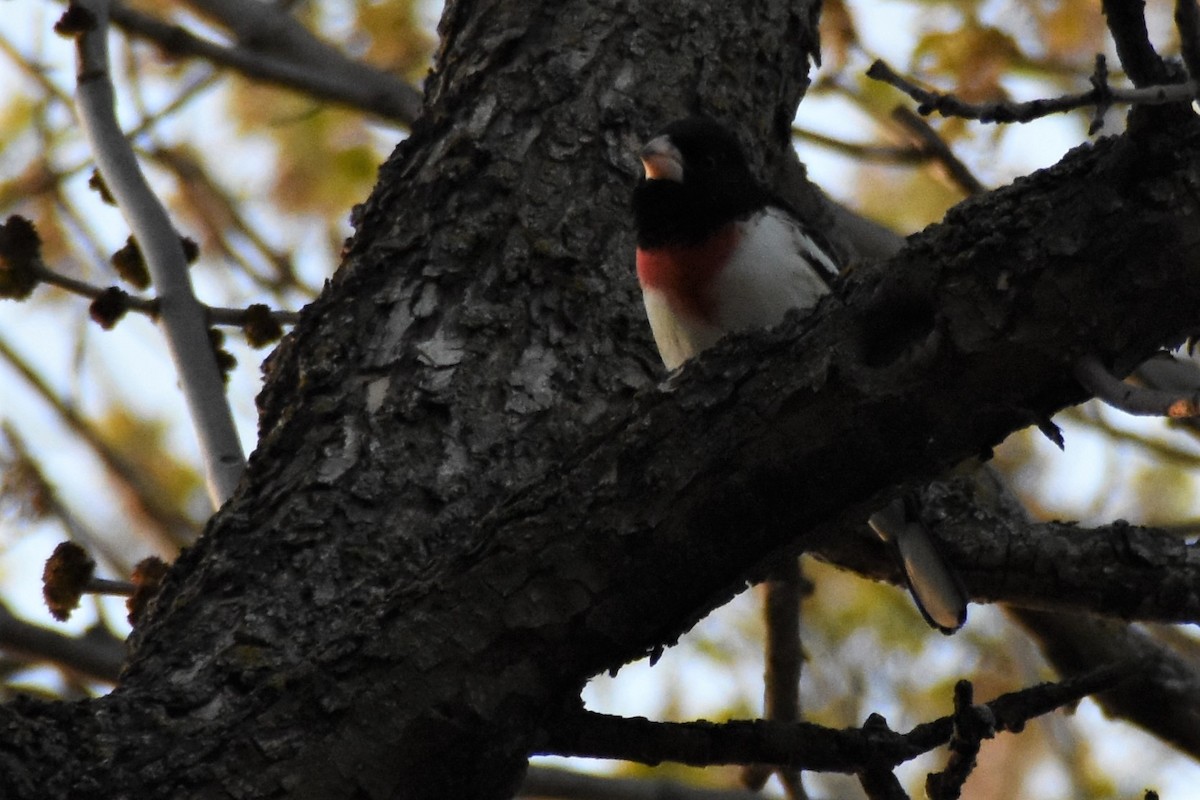 Rose-breasted Grosbeak - Gillian  Richards