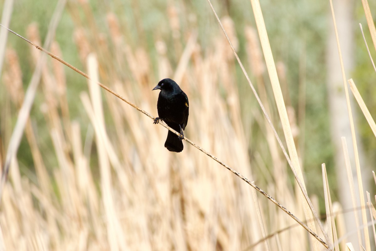 Red-winged Blackbird - A Branch