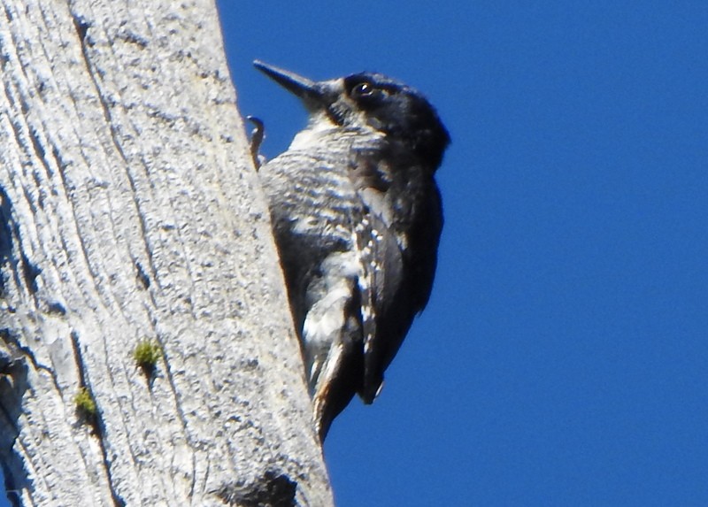 Black-backed Woodpecker - Andy Frank