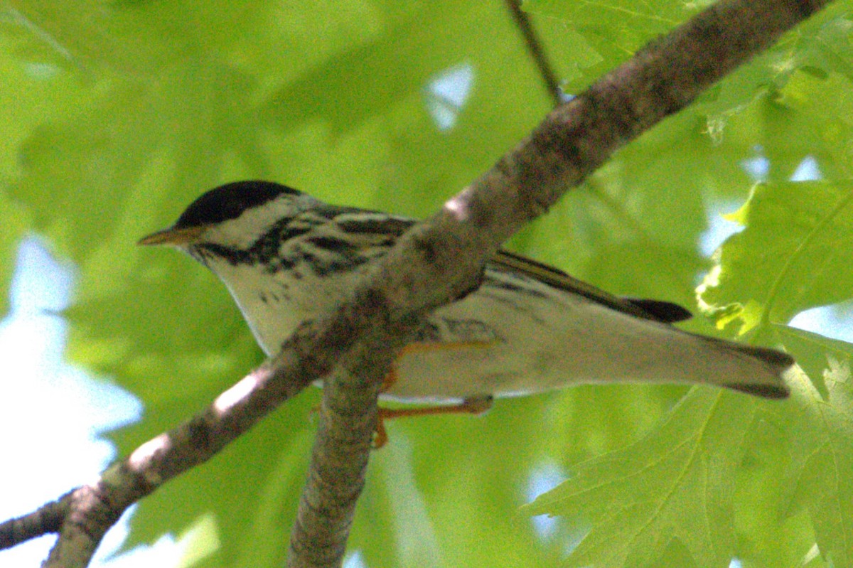 Blackpoll Warbler - Neil Wingert