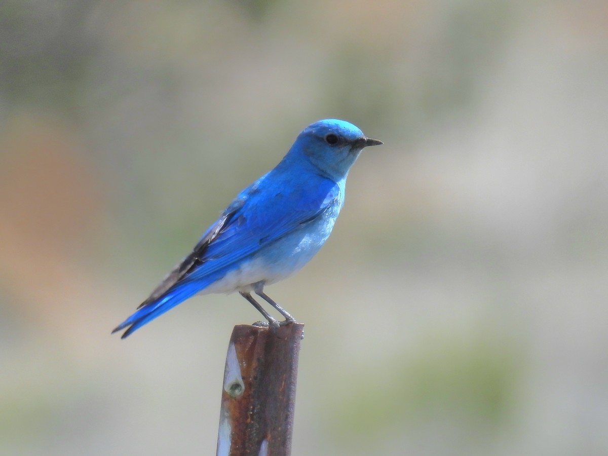 Mountain Bluebird - Joan K