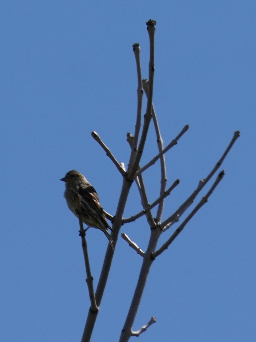 Pine Siskin - Kristy Dhaliwal