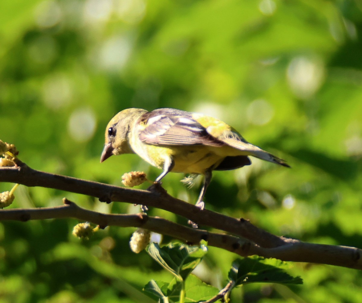 Western Tanager - Vince Folsom