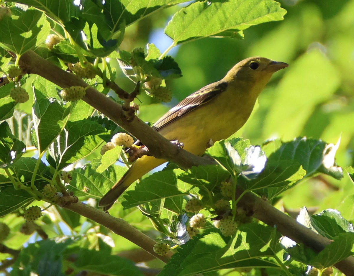 Western Tanager - Vince Folsom