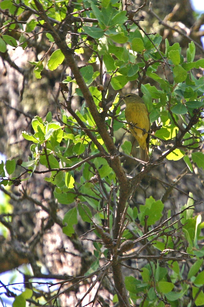 Orange-crowned Warbler - ML618942032