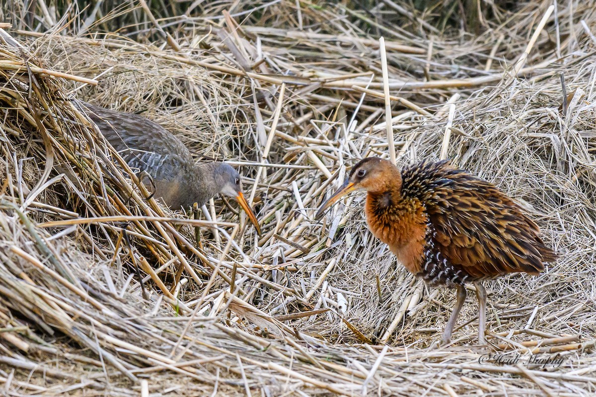 Clapper Rail - Heidi Murphy