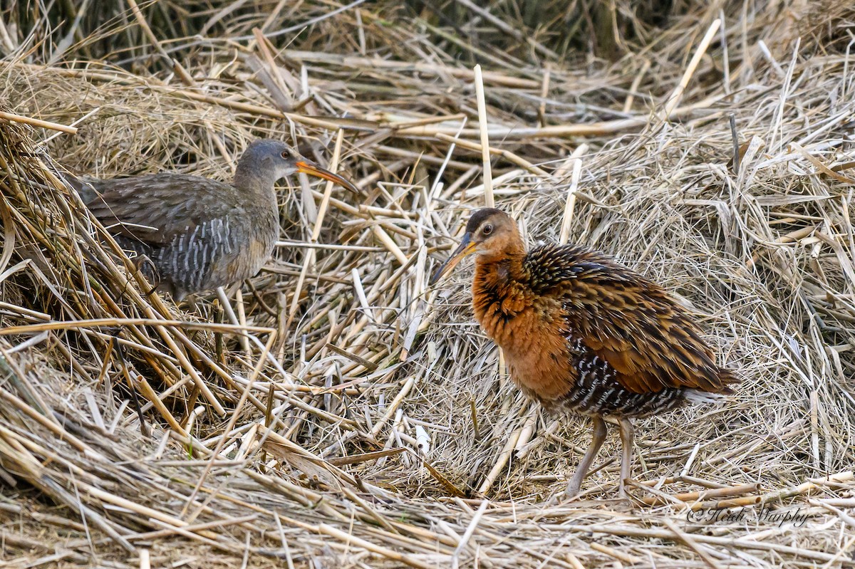 Clapper Rail - ML618942037