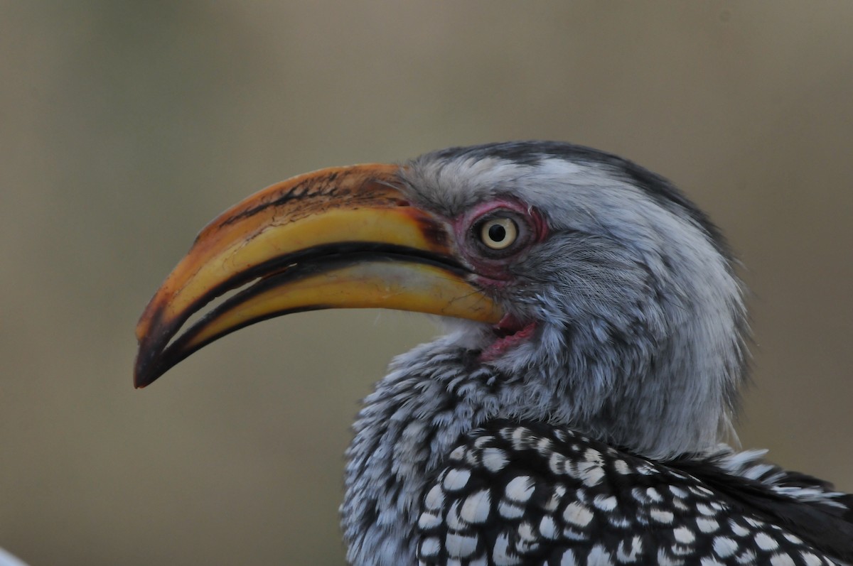Southern Yellow-billed Hornbill - Dominic More O’Ferrall
