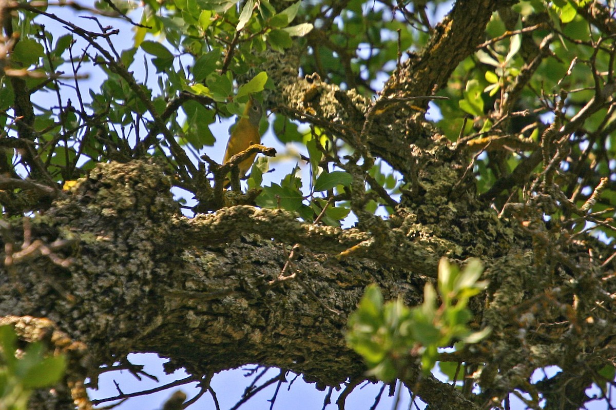 Nashville Warbler - William Clark