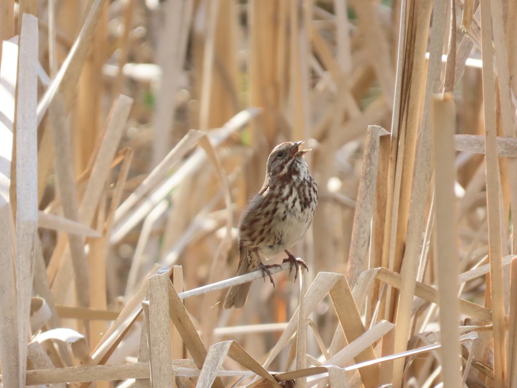 Song Sparrow - ML618942054