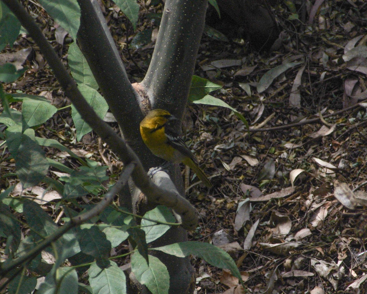 Black-backed Oriole - Miguel Mota