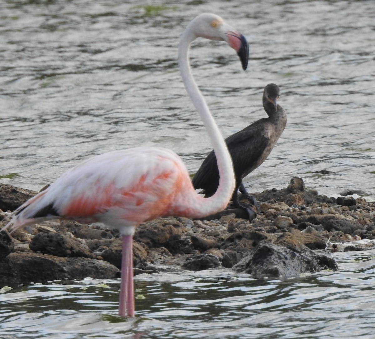 American Flamingo - ML618942056