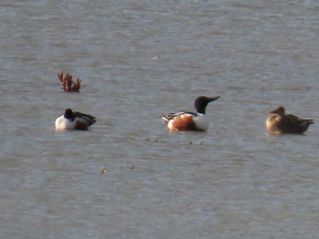 Northern Shoveler - ML618942060