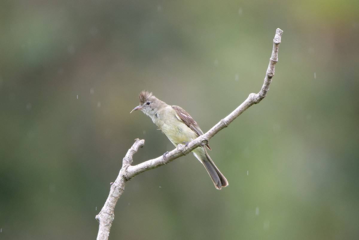 Yellow-bellied Elaenia - Fundación Ecoturística Recetor Vive un Paraíso