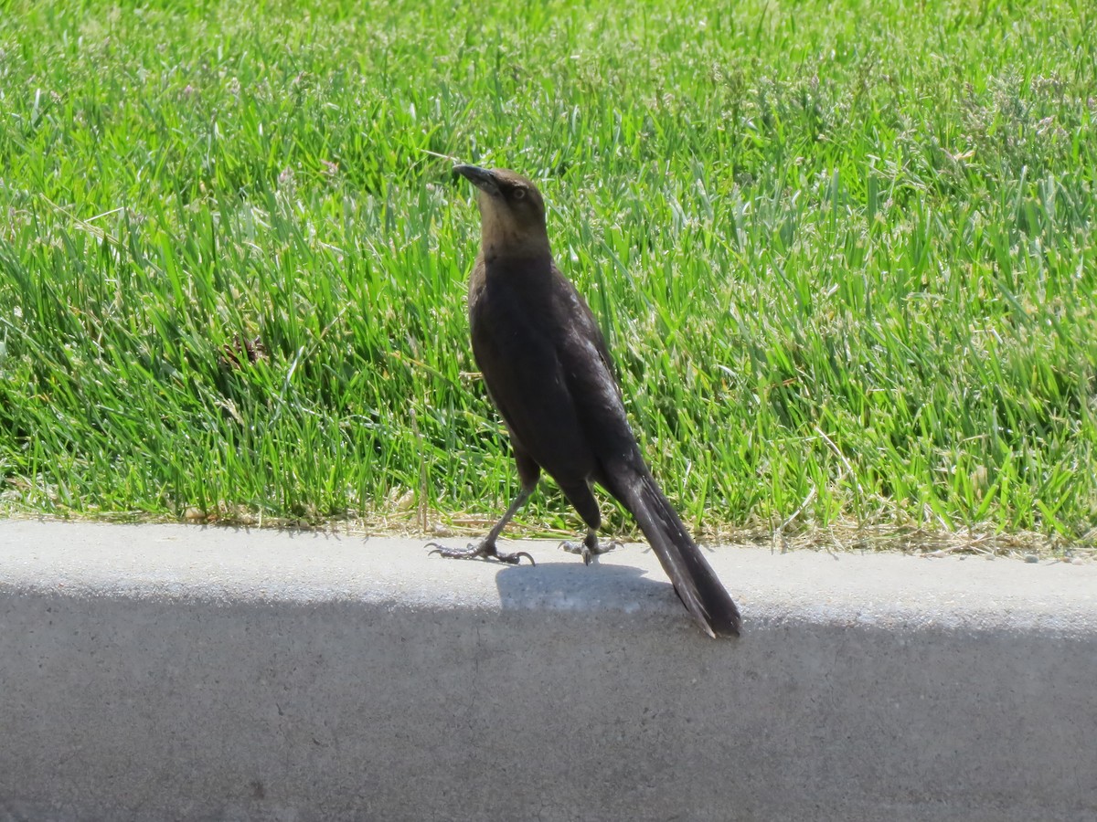 Great-tailed Grackle - ML618942064