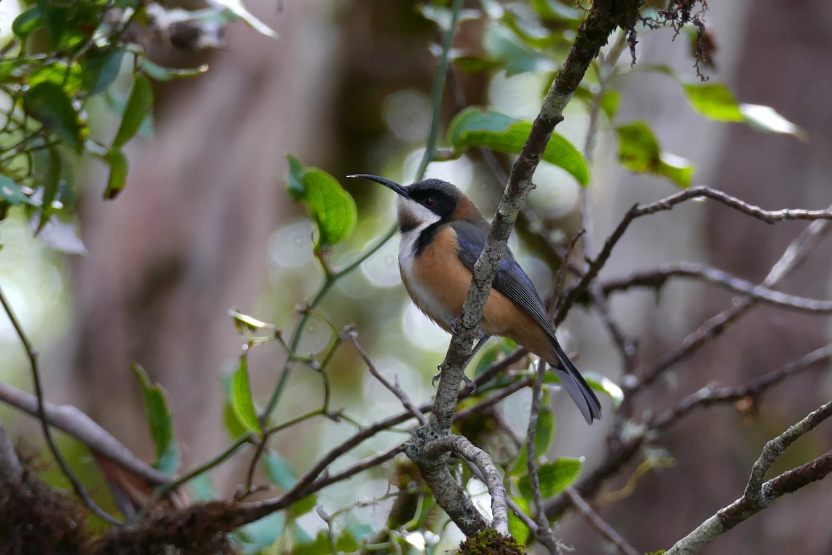 Eastern Spinebill - Margot Oorebeek