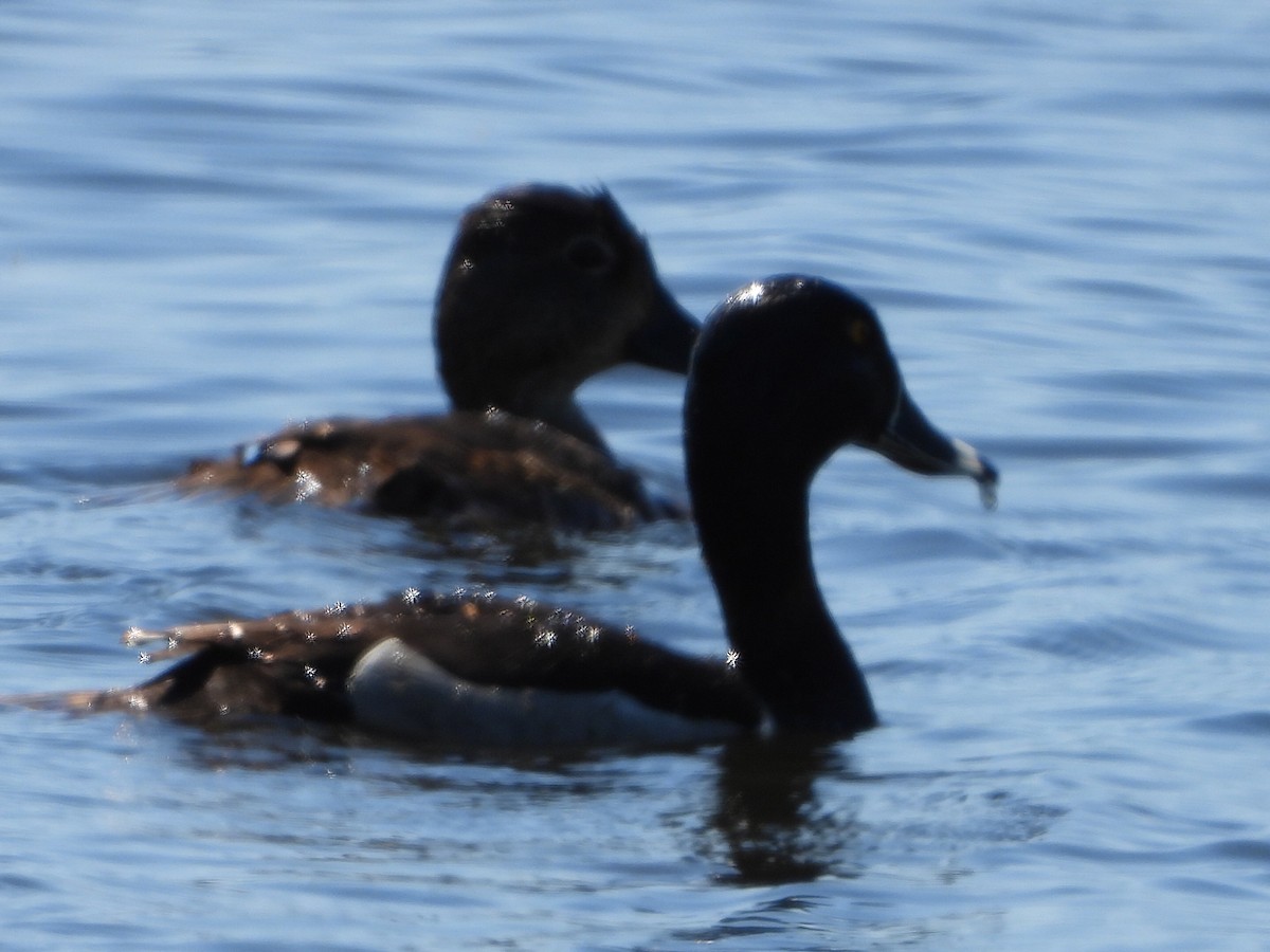 Ring-necked Duck - Tammy Bradford