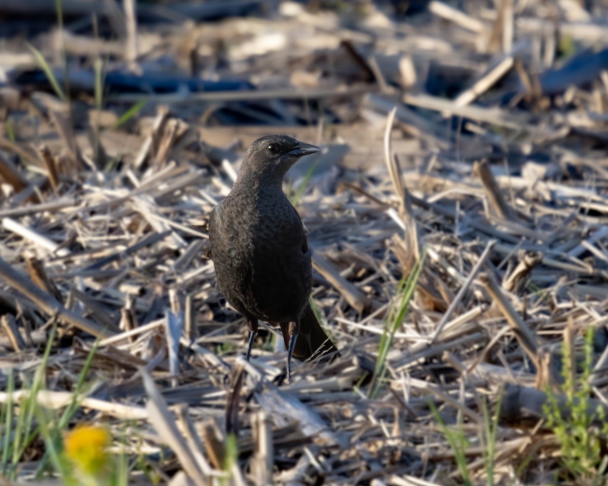 Brewer's Blackbird - Ian Sarmiento