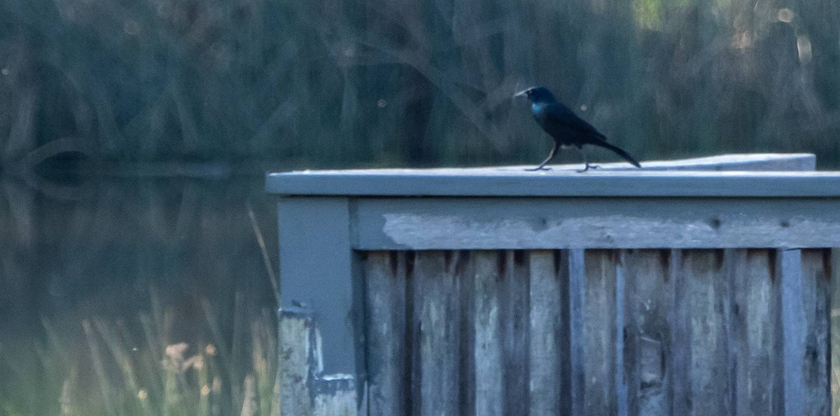 Common Grackle - Matt M.