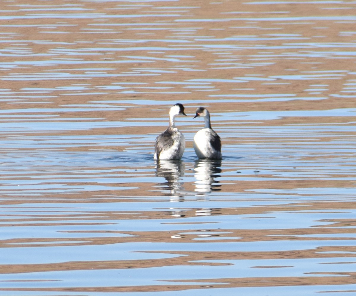 Silvery Grebe - Reynaldo Valdivia Reyes