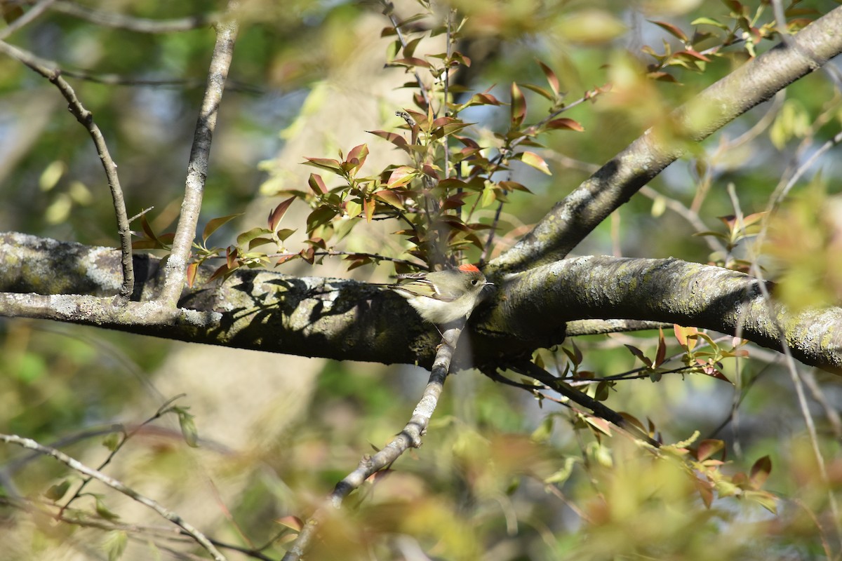 Ruby-crowned Kinglet - ML618942112