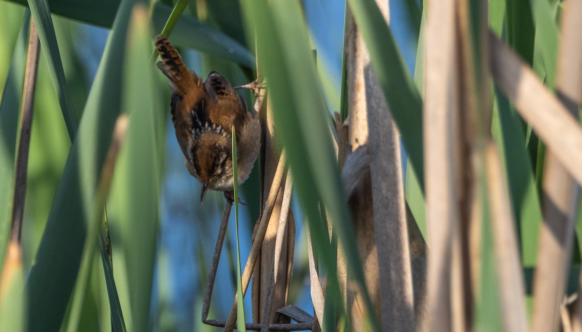 Marsh Wren - Matt M.