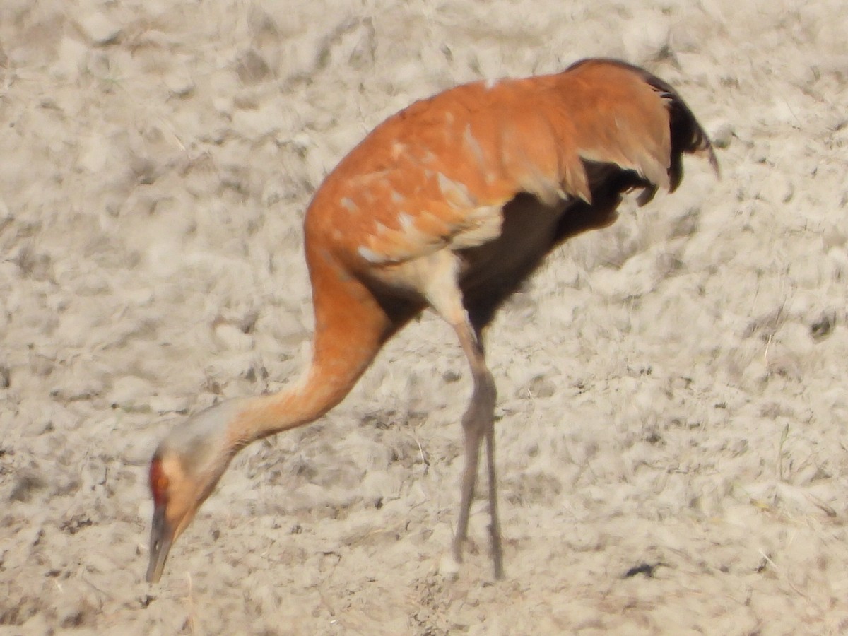 Sandhill Crane - Tammy Bradford