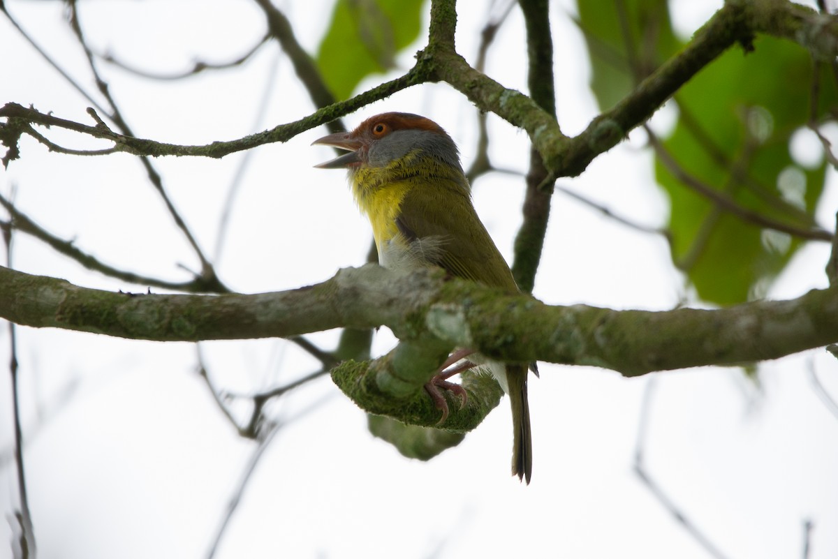 Rufous-browed Peppershrike - Fundación Ecoturística Recetor Vive un Paraíso