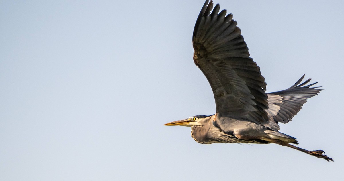 Great Blue Heron - Matt M.