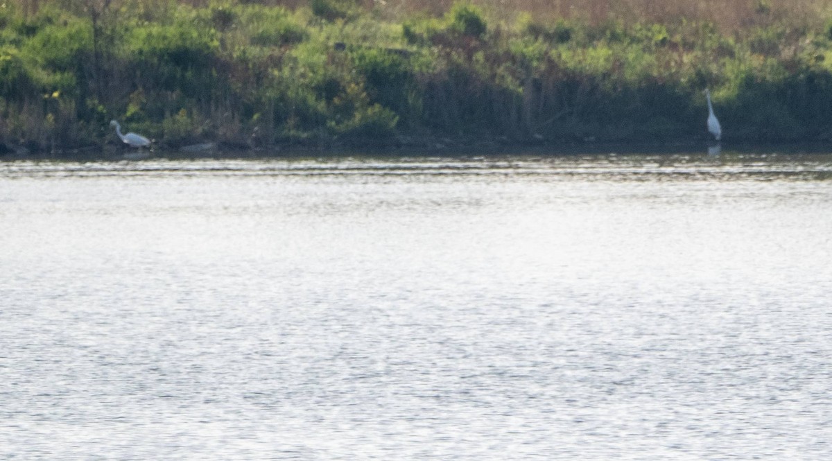 Great Egret - Matt M.