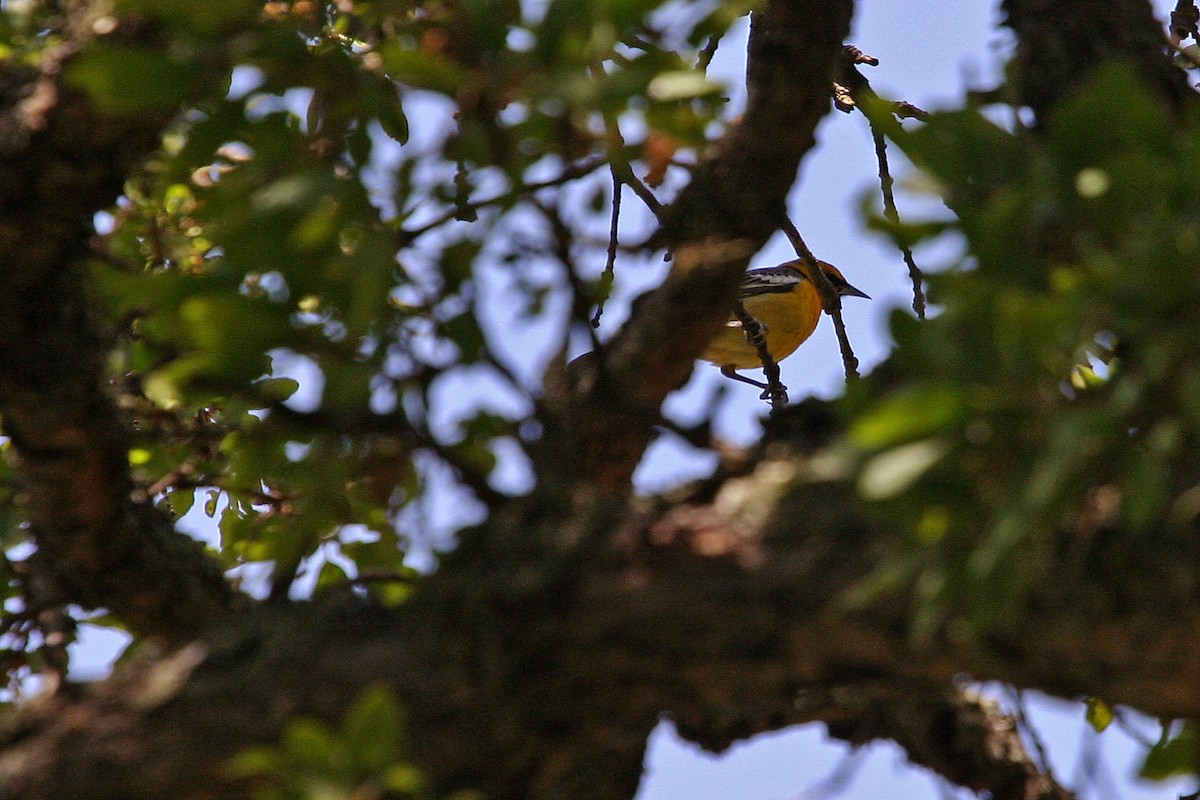 Bullock's Oriole - William Clark