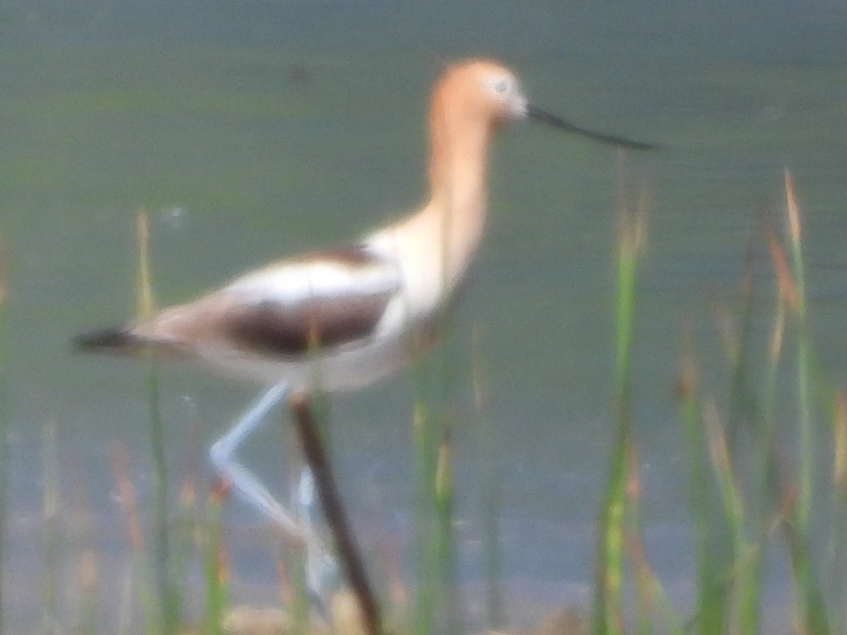 Avocette d'Amérique - ML618942161